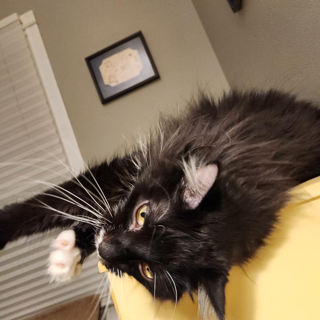 Enlarge Ava, a Adoptable mixed breed in West Des Moines, IA image 4/4