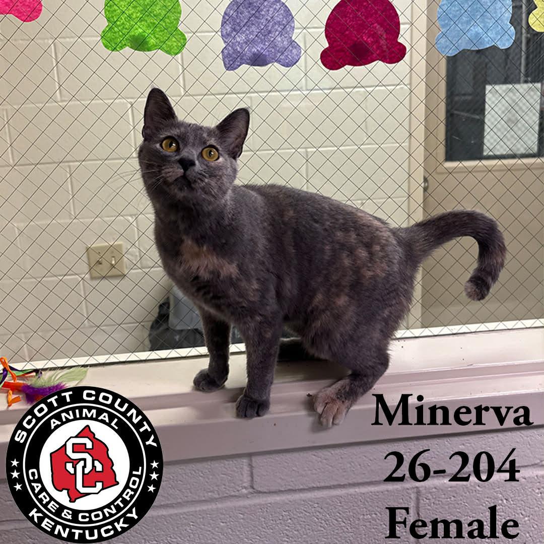 Enlarge Minerva, a Adopted Domestic Short Hair in Georgetown, KY image 1/1