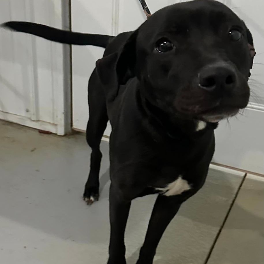 Enlarge Lilly, a Adoptable mixed breed in Hoopeston, IL image 1/4