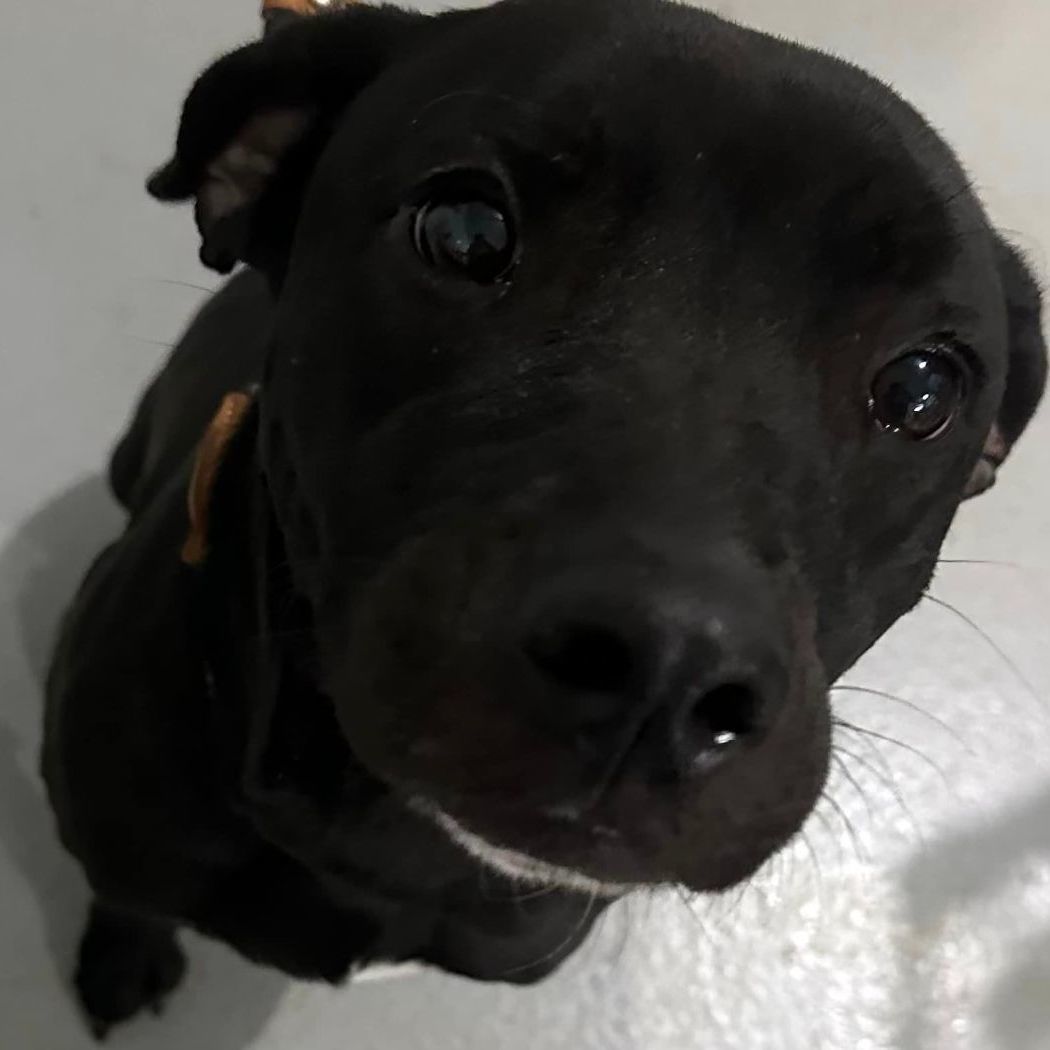 Enlarge Lilly, a Adoptable mixed breed in Hoopeston, IL image 2/4