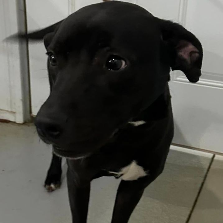 Enlarge Lilly, a Adoptable mixed breed in Hoopeston, IL image 3/4