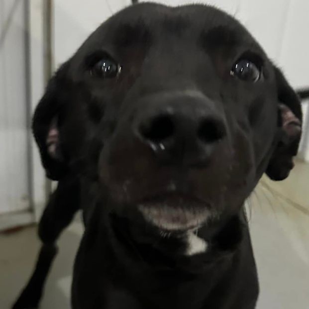 Lilly, Adult Female Retriever