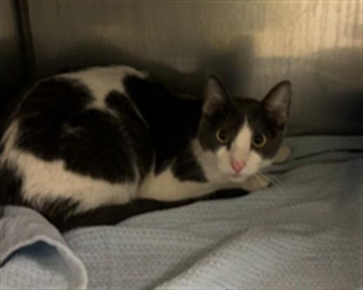 Enlarge APRIL, a Adoptable Domestic Short Hair in Killeen, TX image 1/1