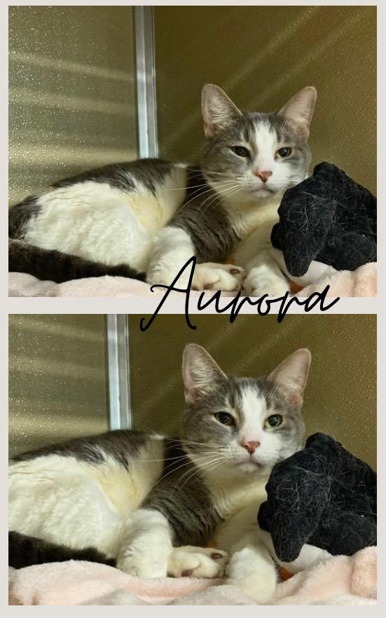 Aurora, Adoptable, Adult Female Domestic Short Hair.