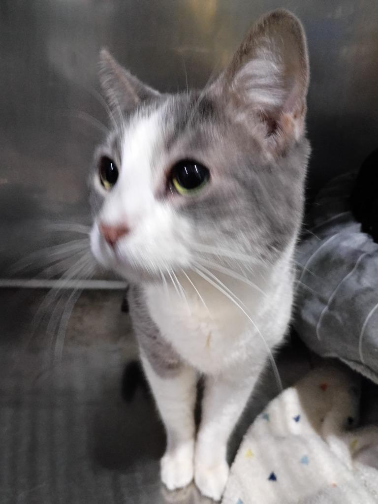 Aurora, a Adoptable mixed breed in Pierceton, IN image 2/2