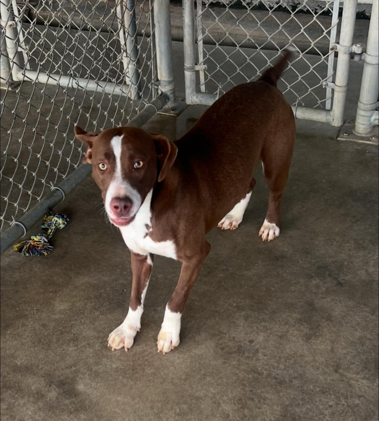 Peach   10111, Adoptable, Adult Female Mixed Breed.