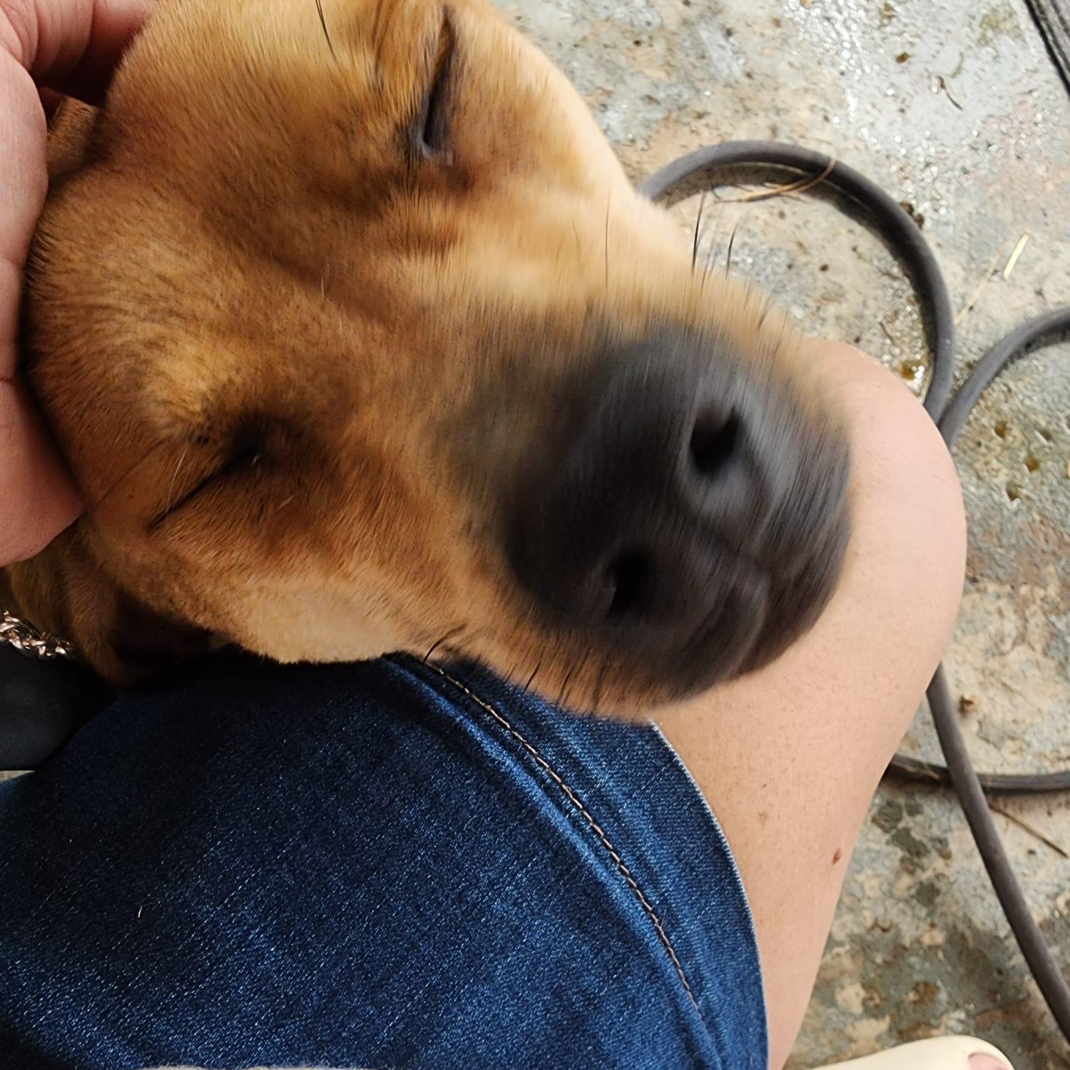 Mia, Adoptable, Puppy Female Yellow Labrador Retriever.