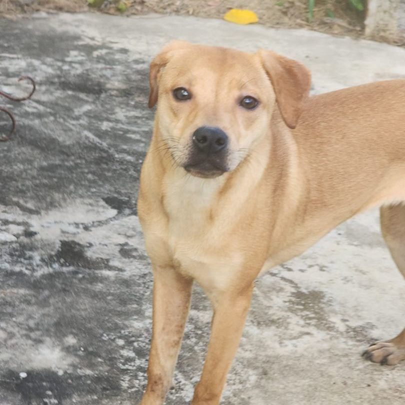 Mia, a Adoptable mixed breed in Jersey City, NJ image 2/6