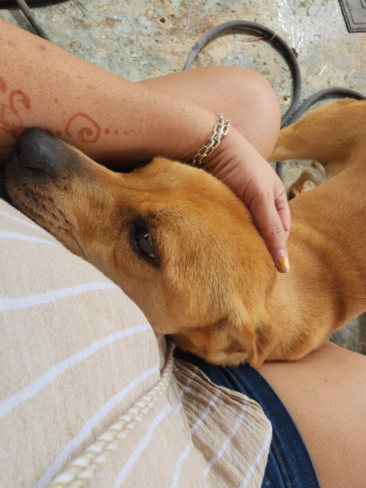 Mia, a Adoptable mixed breed in Jersey City, NJ image 6/6