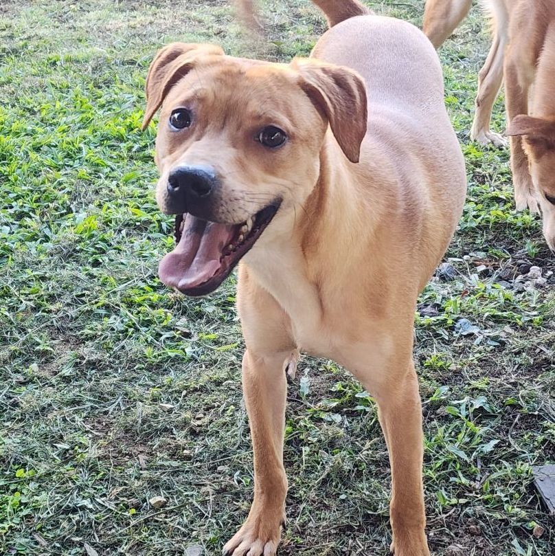 Mia, a Adoptable mixed breed in Jersey City, NJ image 3/6