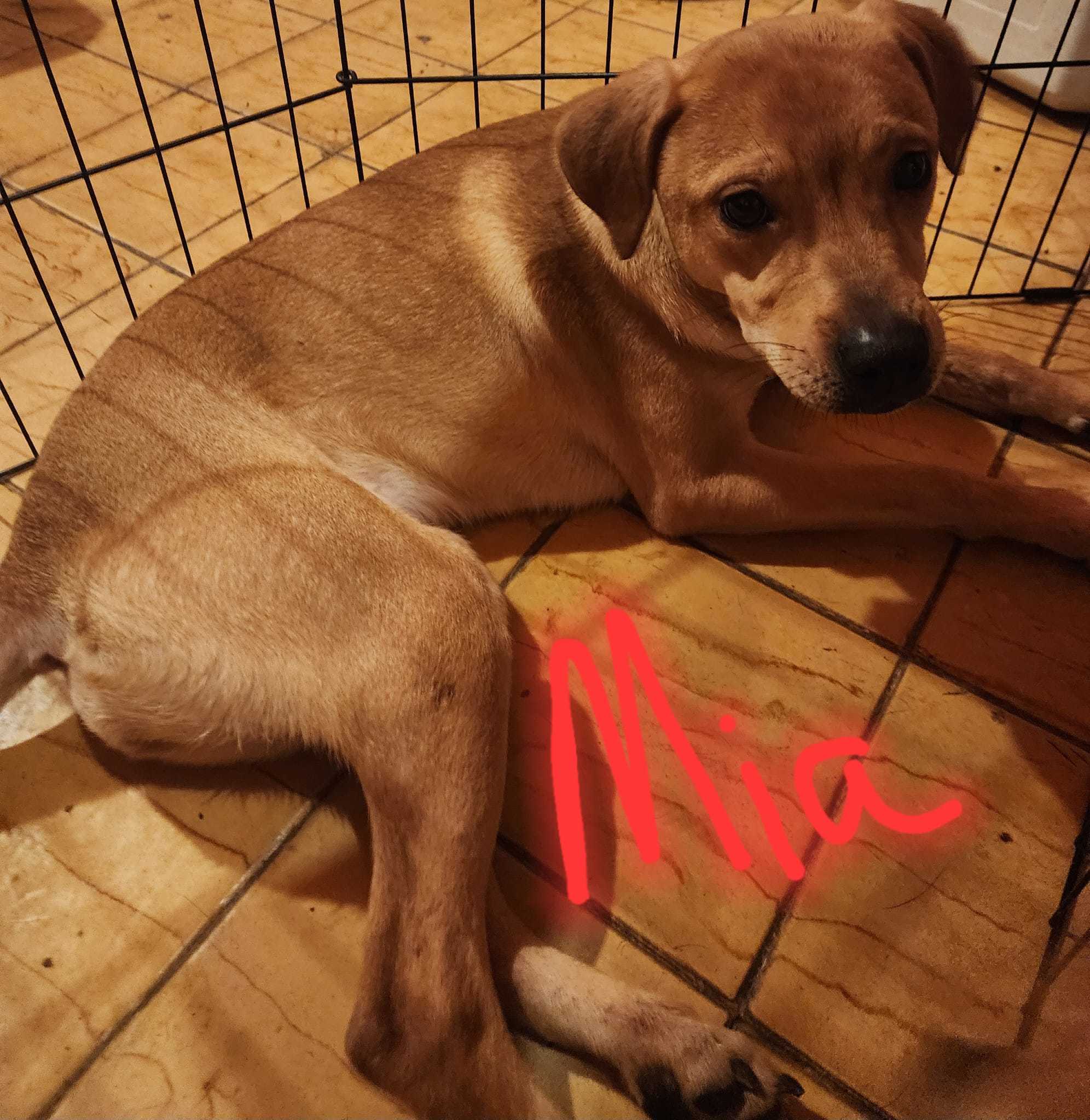 Mia, a Adoptable mixed breed in Jersey City, NJ image 4/6