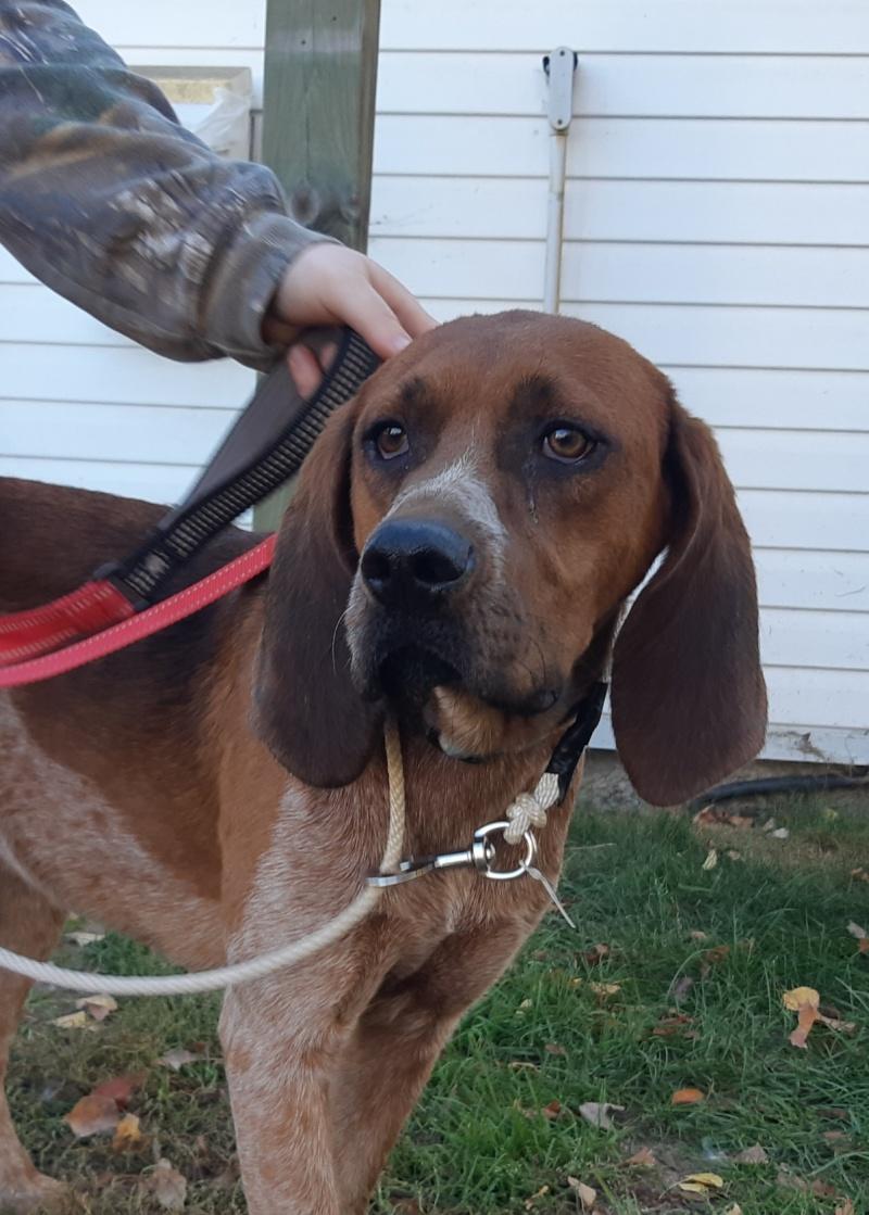 Ginger, Adoptable, Adult Female Treeing Walker Coonhound & Redbone Coonhound.