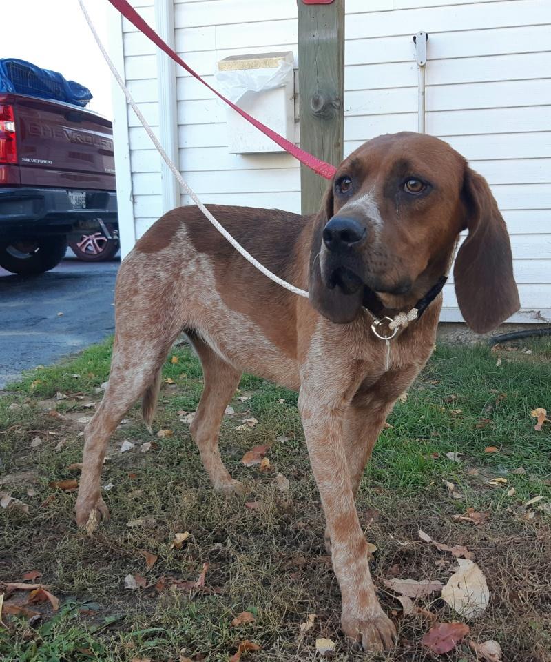 Ginger, a Adoptable mixed breed in Bancroft, ON image 2/4