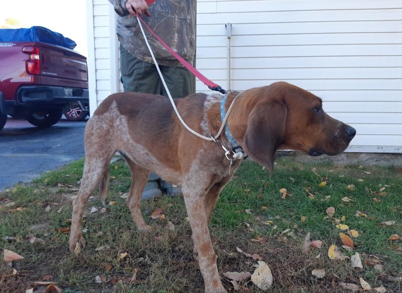 Ginger, a Adoptable mixed breed in Bancroft, ON image 3/4
