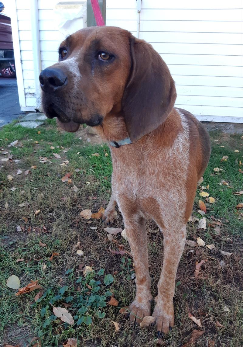 Ginger, a Adoptable mixed breed in Bancroft, ON image 4/4