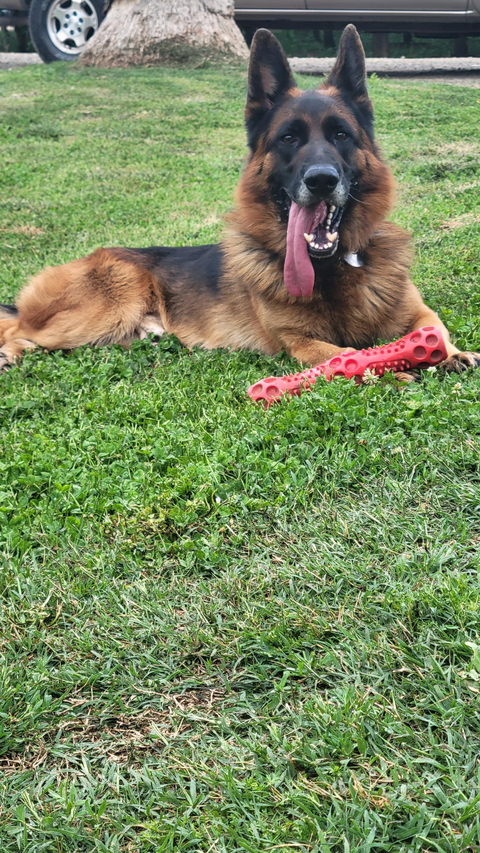Koda, Adoptable, Young Male German Shepherd Dog.