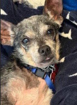 Lewis, a Adopted Chihuahua in San Diego, CA image 1/3