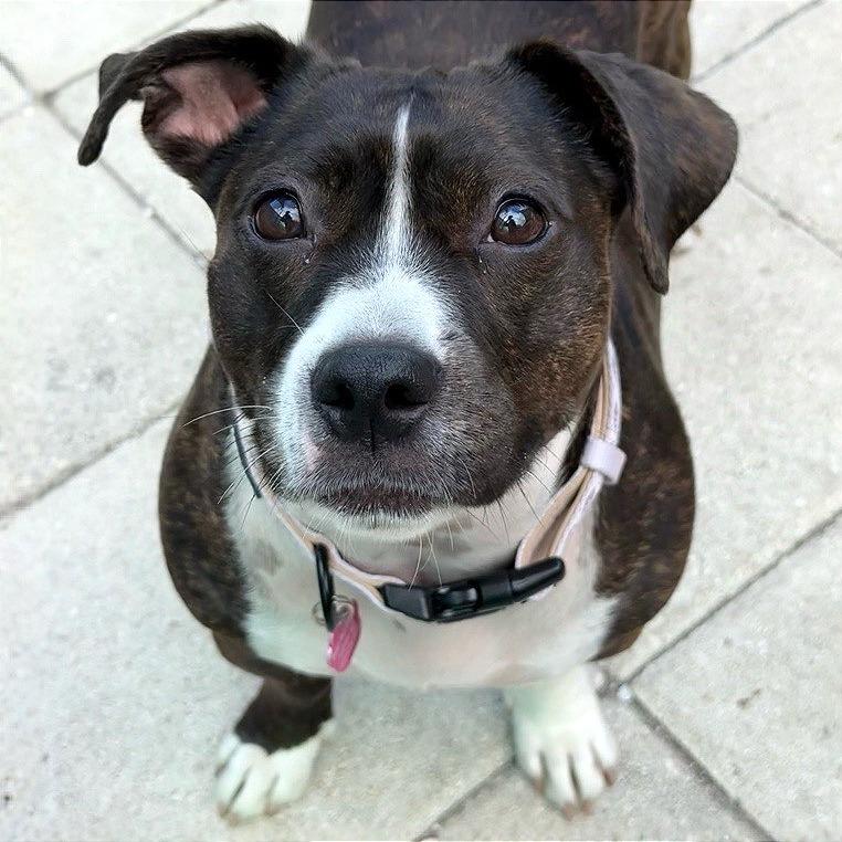 Layla, Adoptable, Adult Female American Staffordshire Terrier.