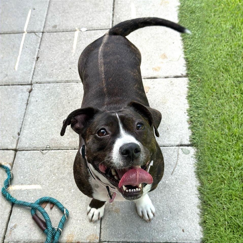 Enlarge Layla, a Adoptable American Staffordshire Terrier in Tampa, FL image 2/6