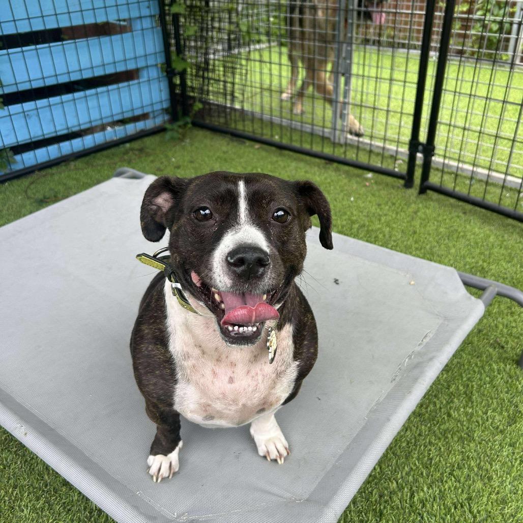 Layla, Adoptable, Adult Female American Staffordshire Terrier.