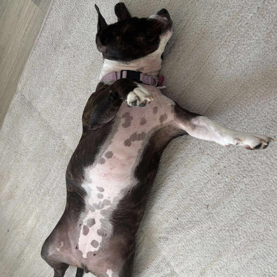 Enlarge Layla, a Adoptable American Staffordshire Terrier in Tampa, FL image 2/3