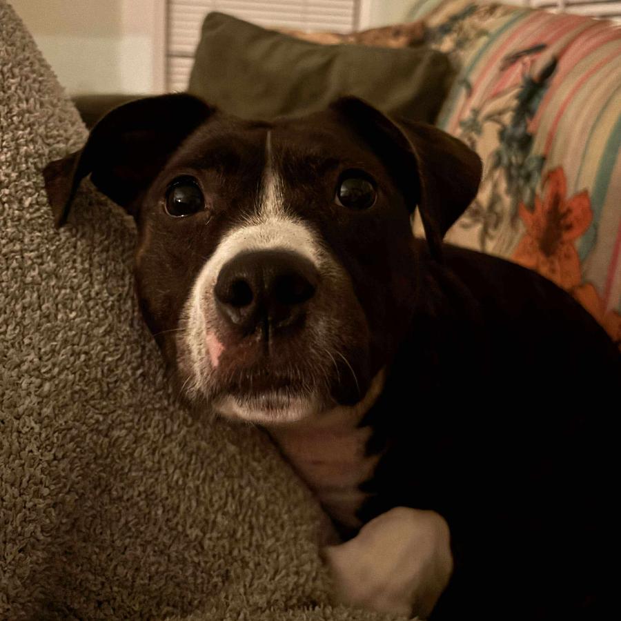 Enlarge Layla, a Adoptable American Staffordshire Terrier in Tampa, FL image 3/3