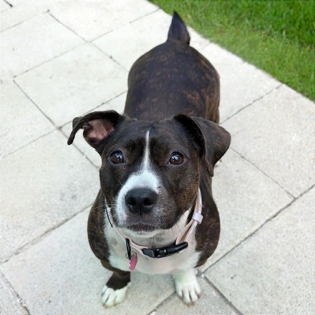 Enlarge Layla, a Adoptable American Staffordshire Terrier in Tampa, FL image 6/6