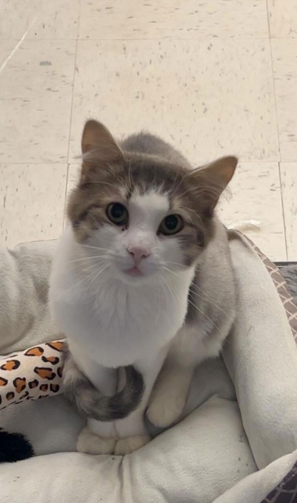 Bentley, Adoptable, Adult Male Domestic Short Hair.