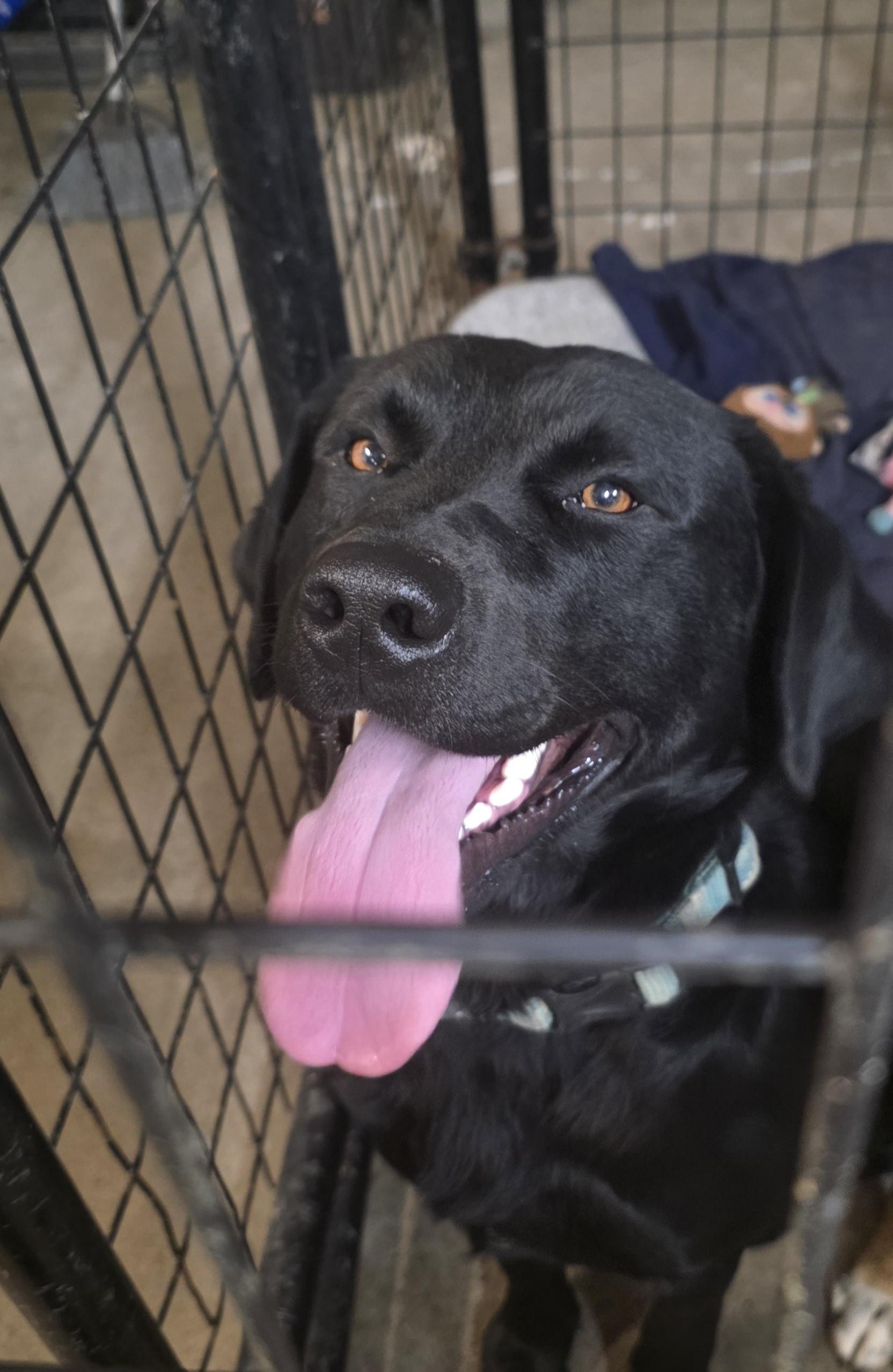 Rolex, an adoptable Black Labrador Retriever in Billings, MT, 59101 | Photo Image 1