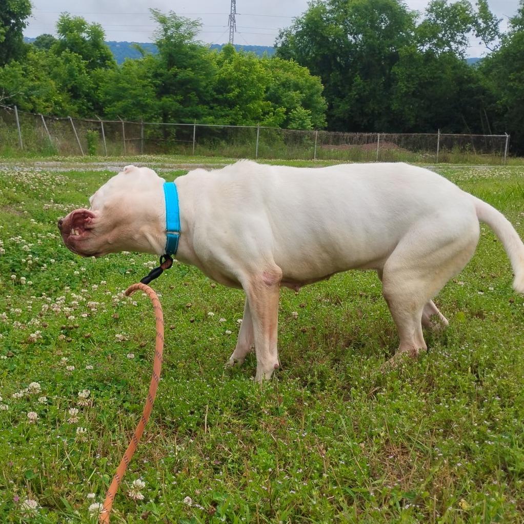 Enlarge Tina, a Adoptable American Staffordshire Terrier in Trenton, GA image 1/1