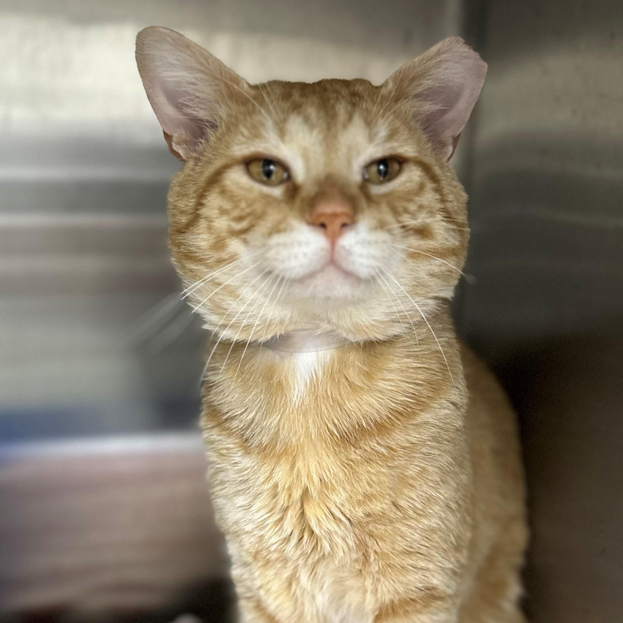 Enlarge Gabe- 51991, a ADOPTABLE Domestic Short Hair in Columbia, MD image 2/3