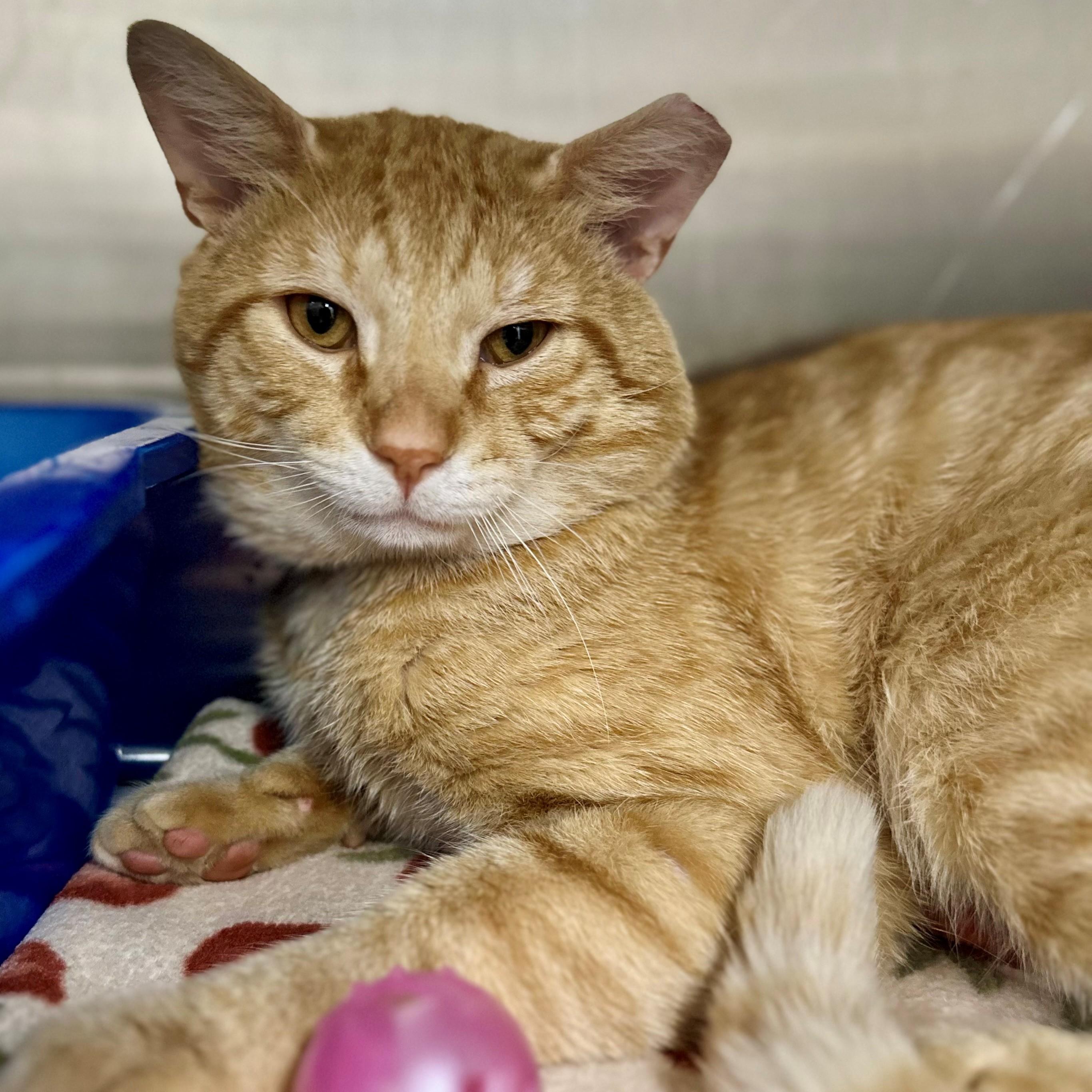 Gabe- 51991, ADOPTABLE, Adult Male Domestic Short Hair.