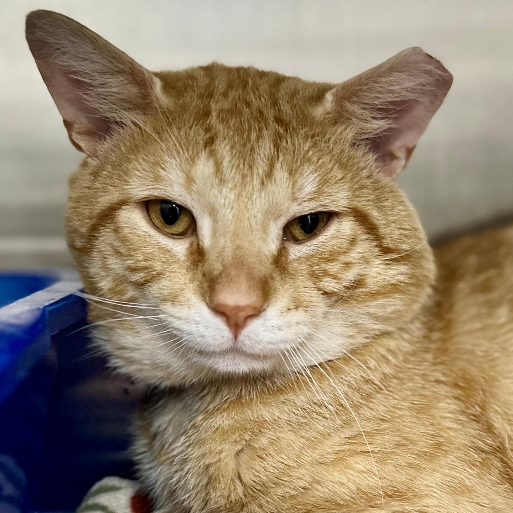 Enlarge Gabe- 51991, a ADOPTABLE Domestic Short Hair in Columbia, MD image 3/3