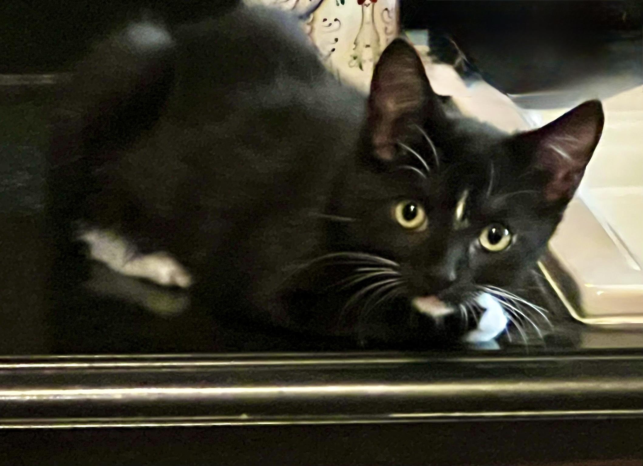 Sparrow (M), Adoptable, Kitten Male American Shorthair.