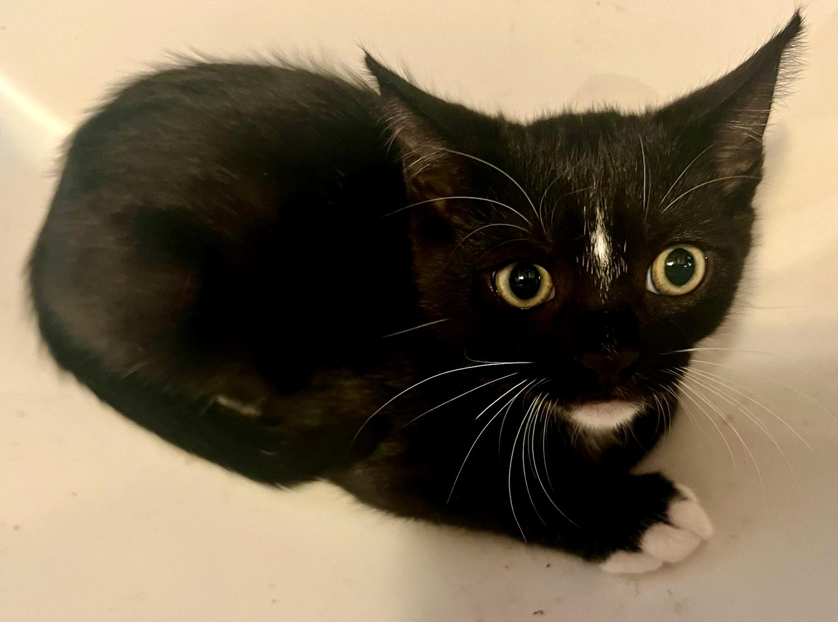 Sparrow (M), a Adoptable American Shorthair in Los Angeles, CA image 3/6