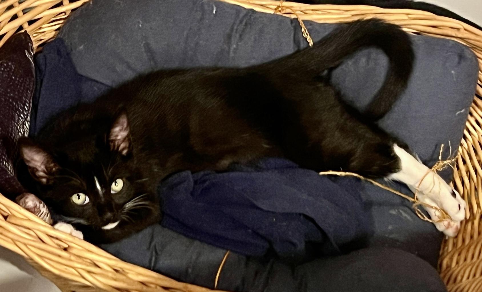 Sparrow (M), a Adoptable American Shorthair in Los Angeles, CA image 5/6