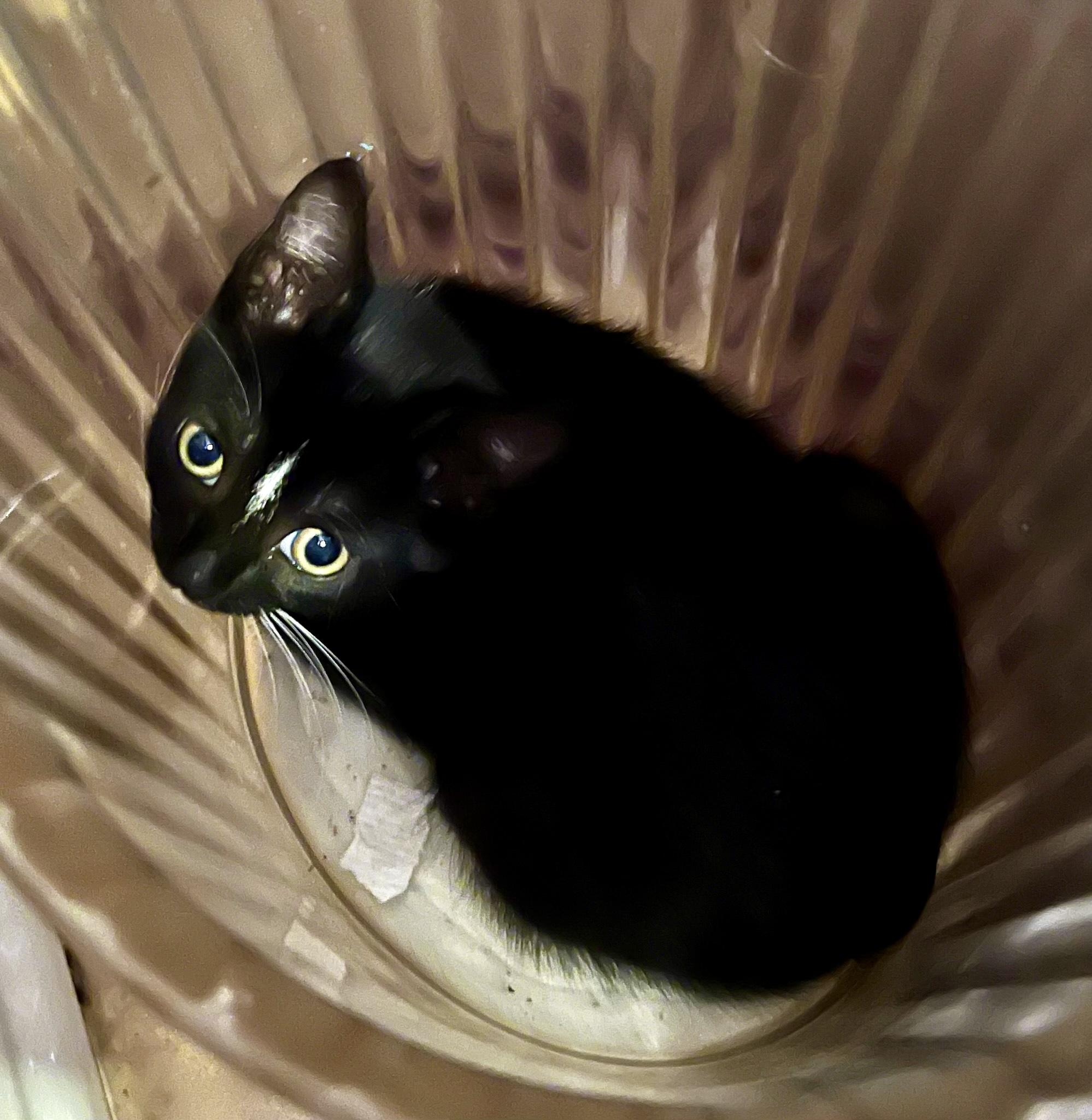 Sparrow (M), a Adoptable American Shorthair in Los Angeles, CA image 6/6