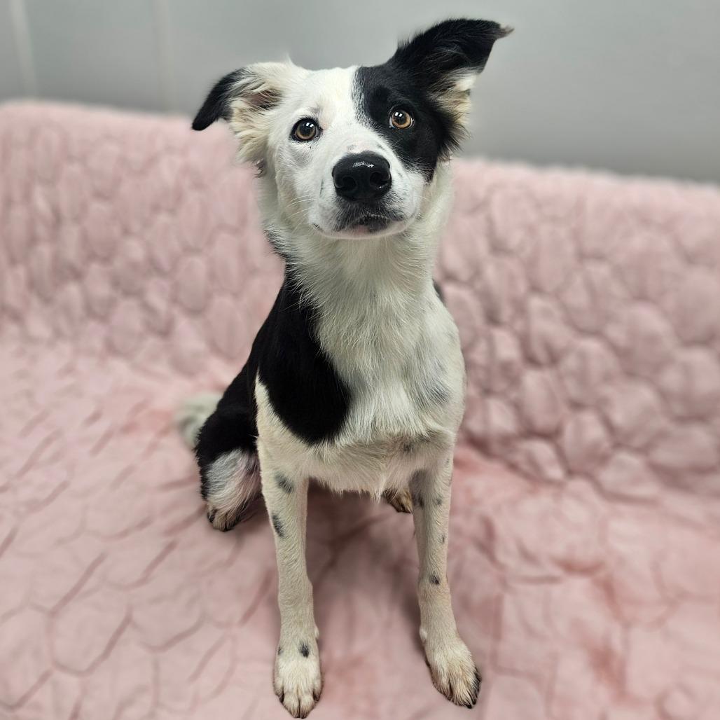 Miley, adopted, Adult Female Border Collie.