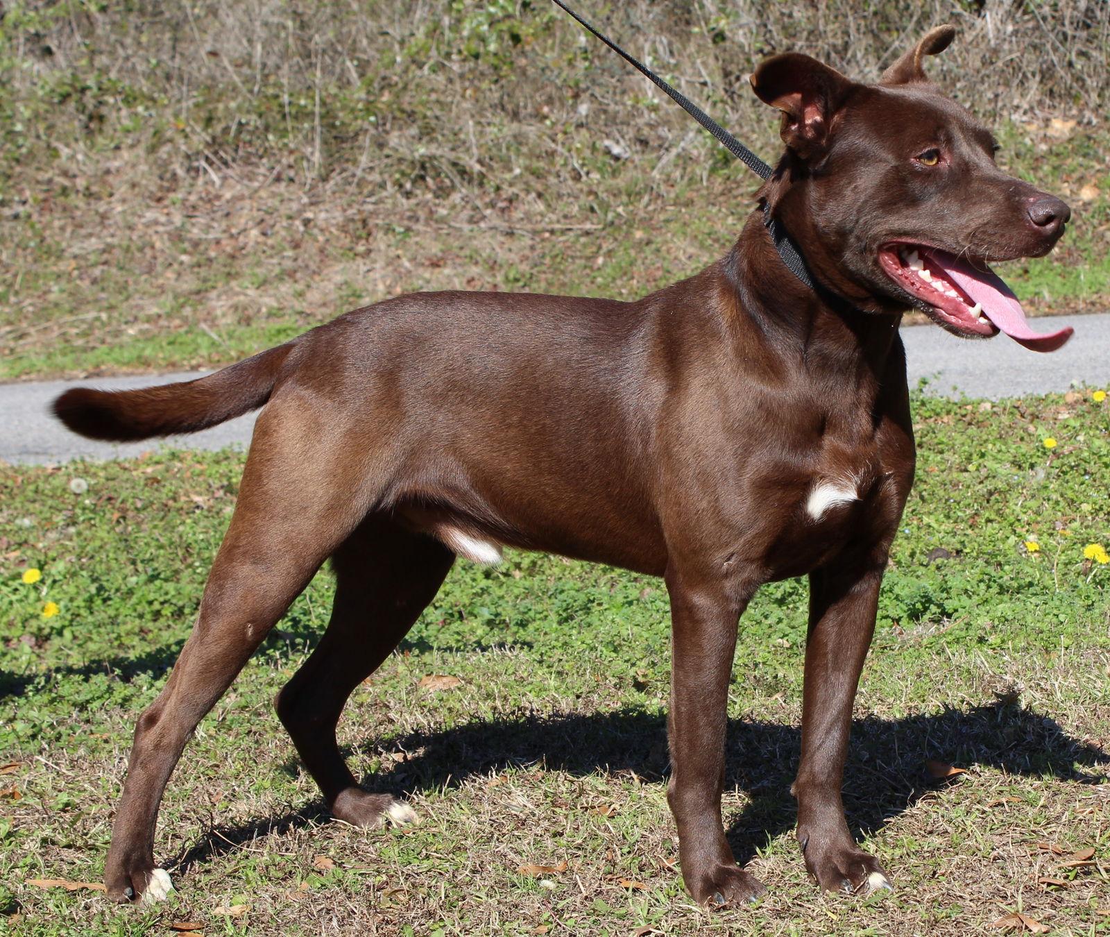 Rocky 43076, a Adoptable Labrador Retriever in Prattville, AL image 1/3