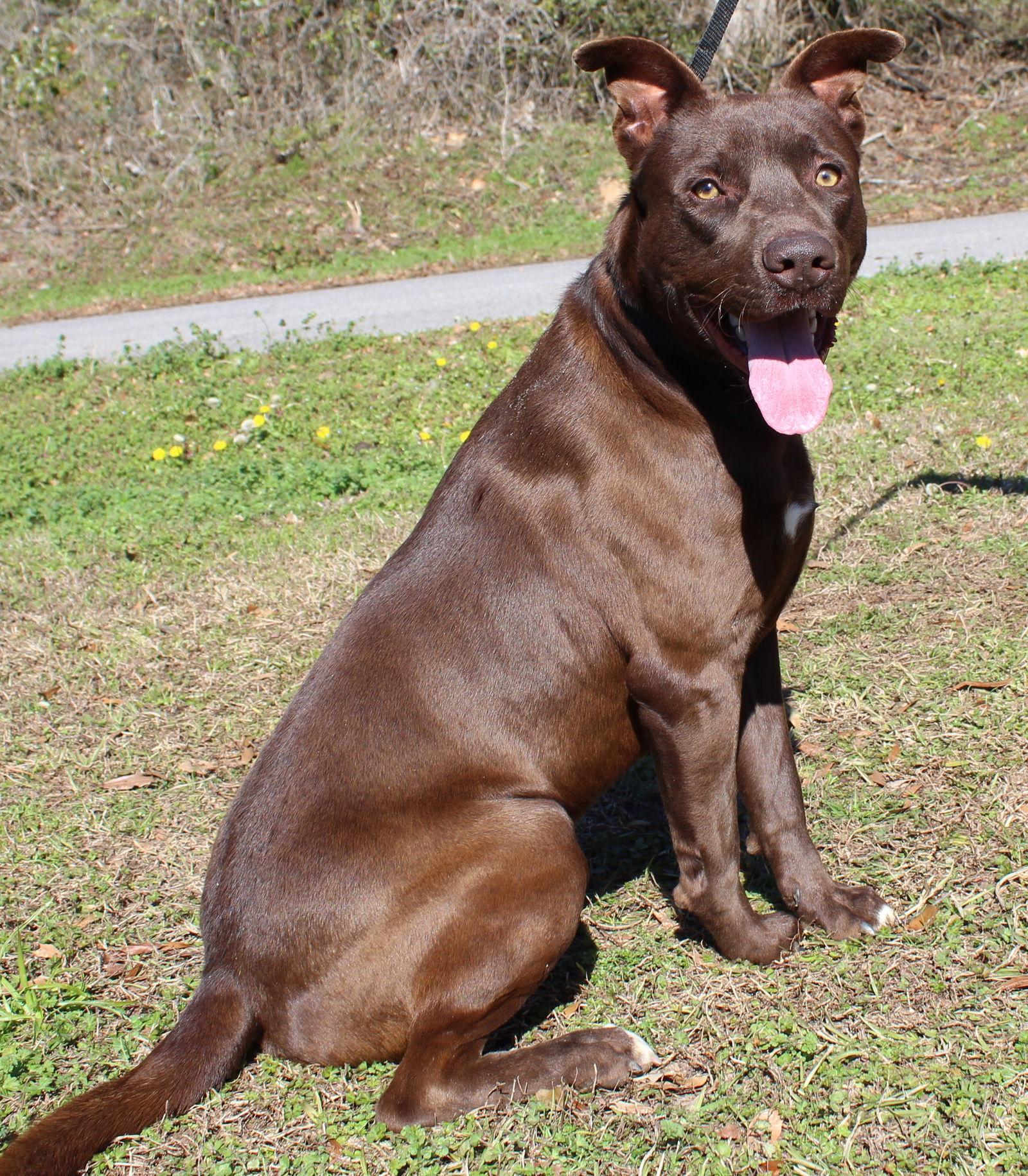 Rocky 43076, a Adoptable Labrador Retriever in Prattville, AL image 2/3