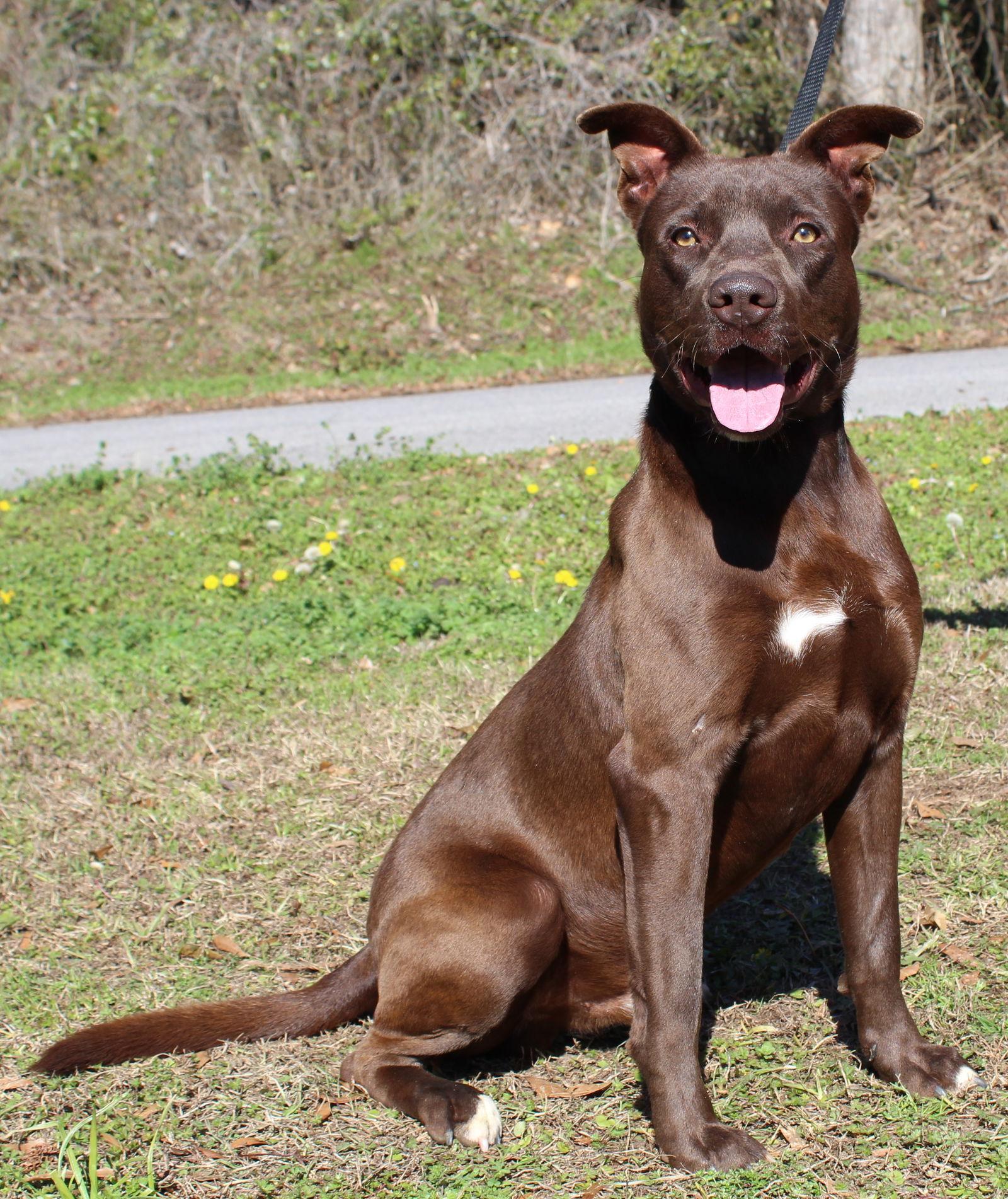 Rocky 43076, a Adoptable Labrador Retriever in Prattville, AL image 3/3