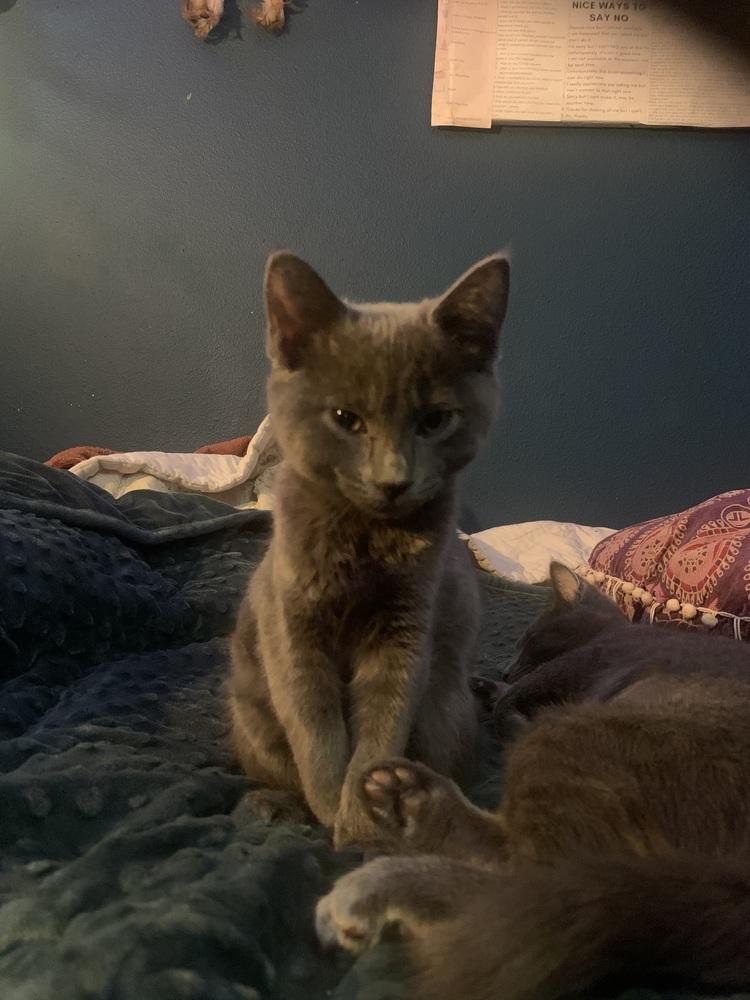 Eli, Adoptable, Kitten Female Domestic Short Hair & Siamese.