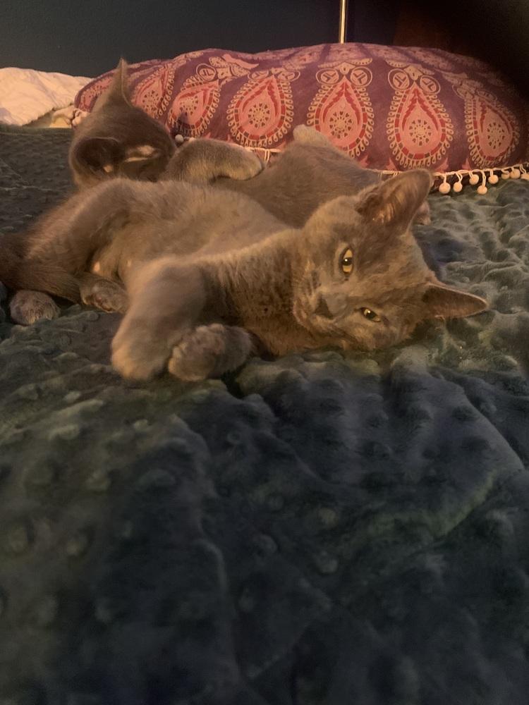 Eli, a Adoptable mixed breed in Bellingham, WA image 2/3