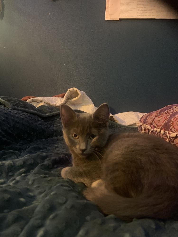 Eli, a Adoptable mixed breed in Bellingham, WA image 3/3