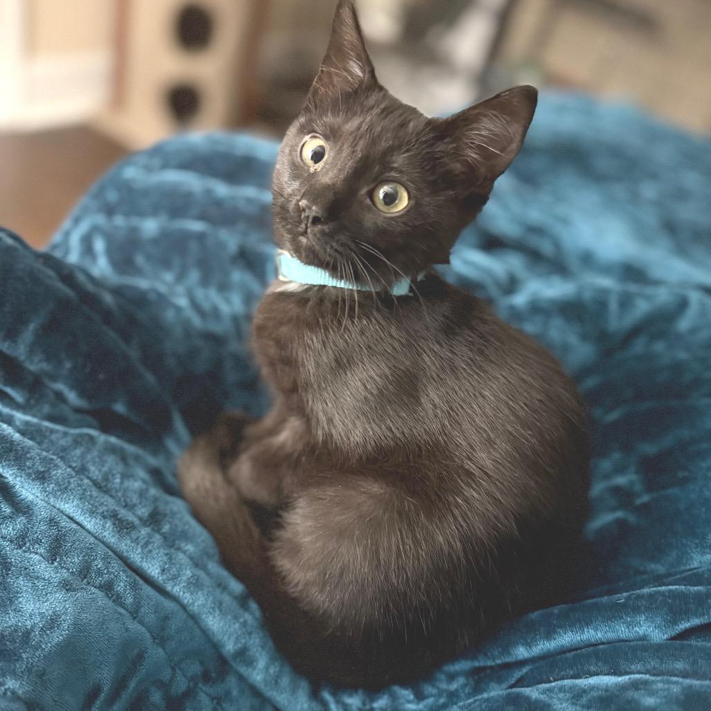 Enlarge Puma, a Adoptable Domestic Short Hair in Huntsville, AL image 1/6