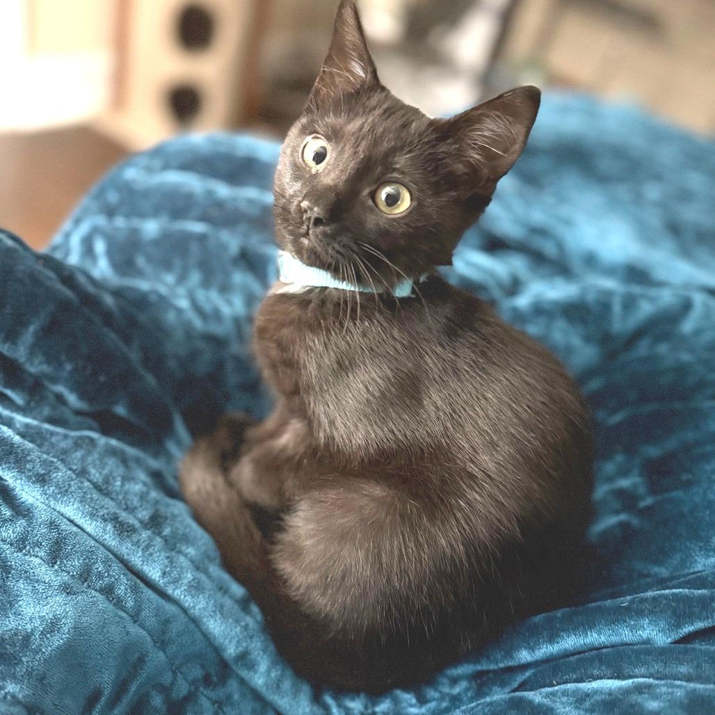 Puma, Adoptable, Young Male Domestic Short Hair.