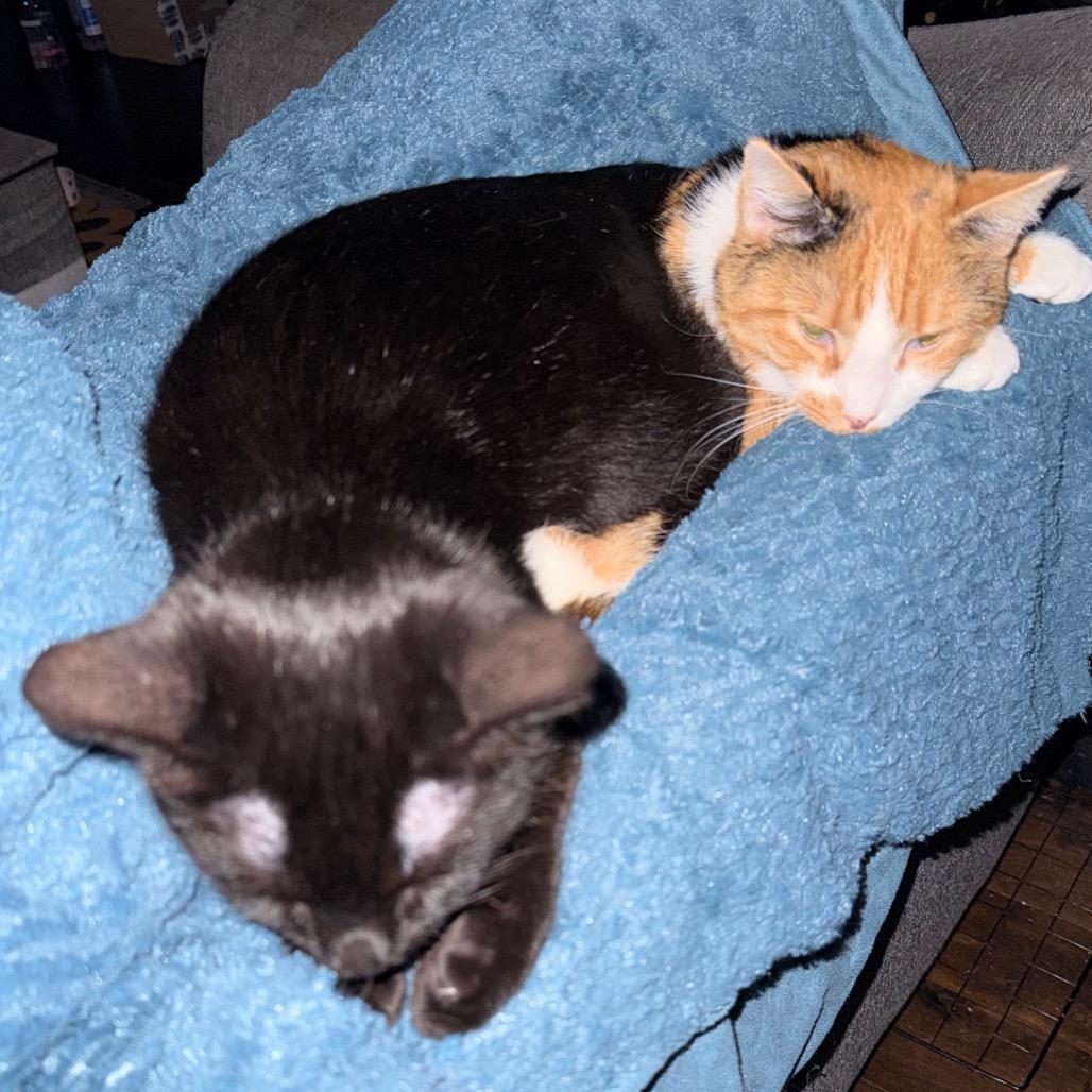 Enlarge Puma, a Adoptable Domestic Short Hair in Huntsville, AL image 2/6