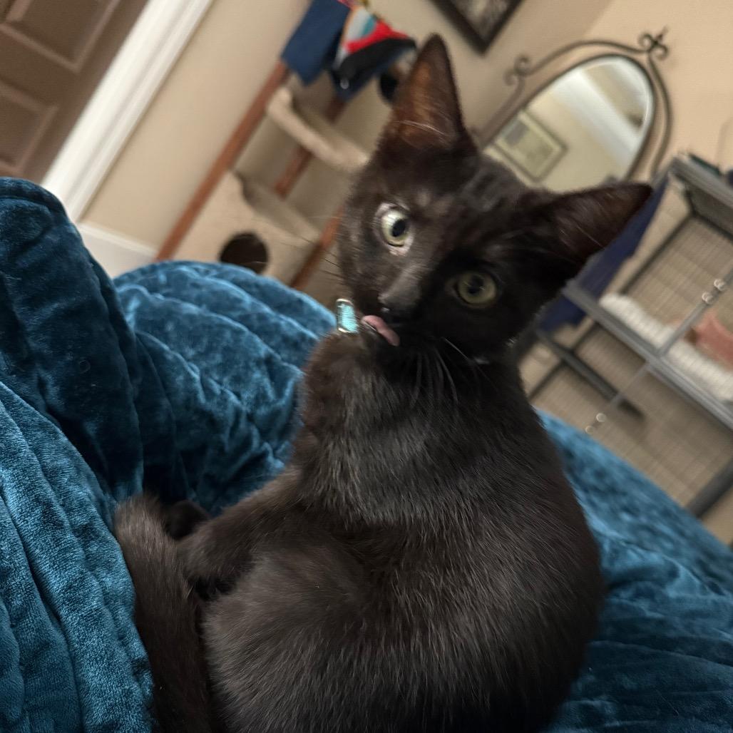 Enlarge Puma, a Adoptable Domestic Short Hair in Huntsville, AL image 3/6