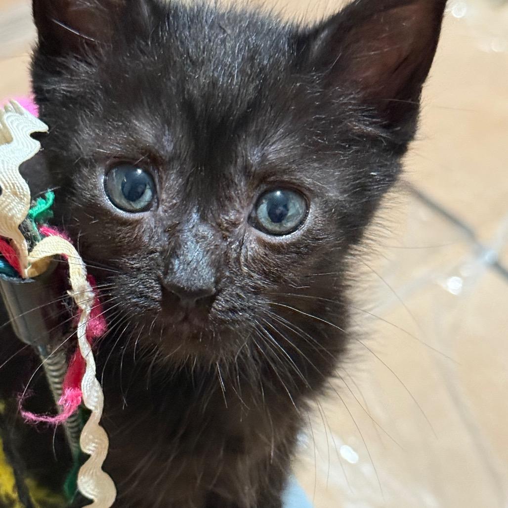 Enlarge Puma, a Adoptable Domestic Short Hair in Huntsville, AL image 4/6