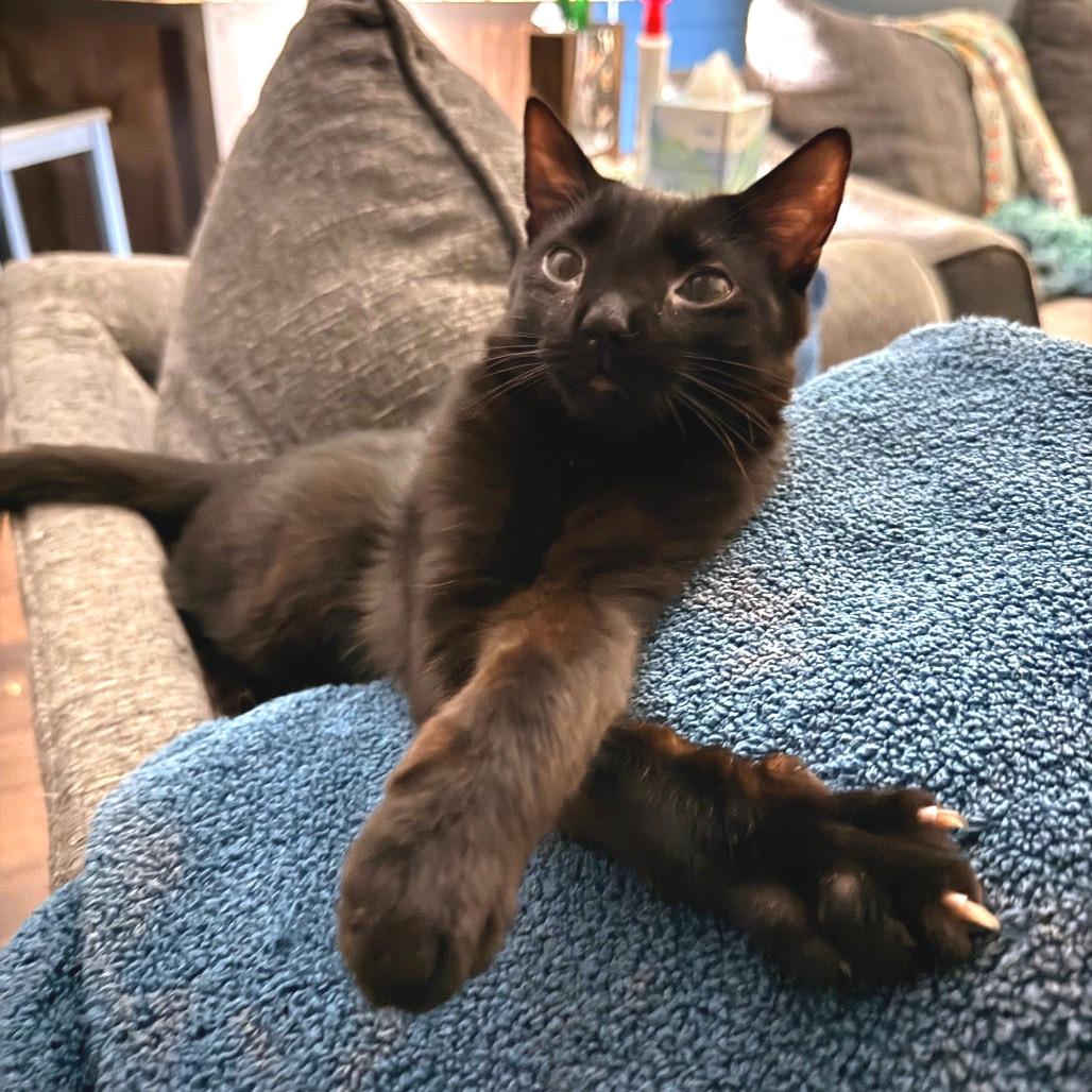 Enlarge Puma, a Adoptable Domestic Short Hair in Huntsville, AL image 3/5
